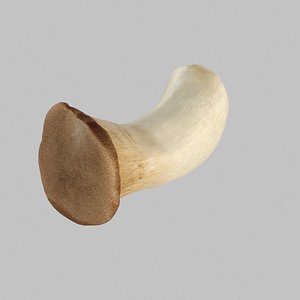 King Oyster Mushroom