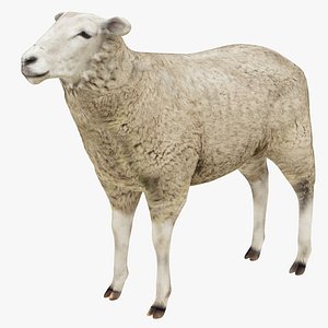 Sheep 3D model