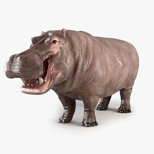 3D hippopotamus hippotamus model