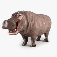 Hippopotam