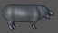 Hippopotam