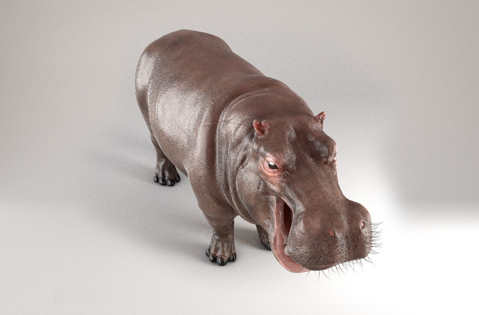 3D hippopotamus hippotamus model https://p.turbosquid.com/ts-thumb/pO/CTJ78v/YWB2t8Dm/d02/jpg/1554298079/1920x1080/fit_q87/e66ebda7b82af46cc6db55608377a1adce526caa/d02.jpg
