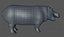 Hippopotam