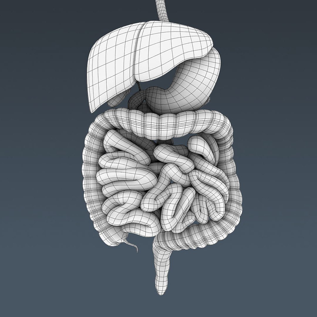 Human Digestive Skeleton - Obj