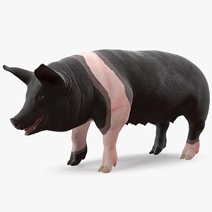 hampshire pig sow rigged 3D