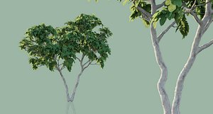 Ficus Tree