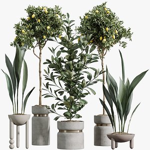 AV Indoor Plants Set 287 Lemon Ficus Laurel Aspidistra Cast iron model