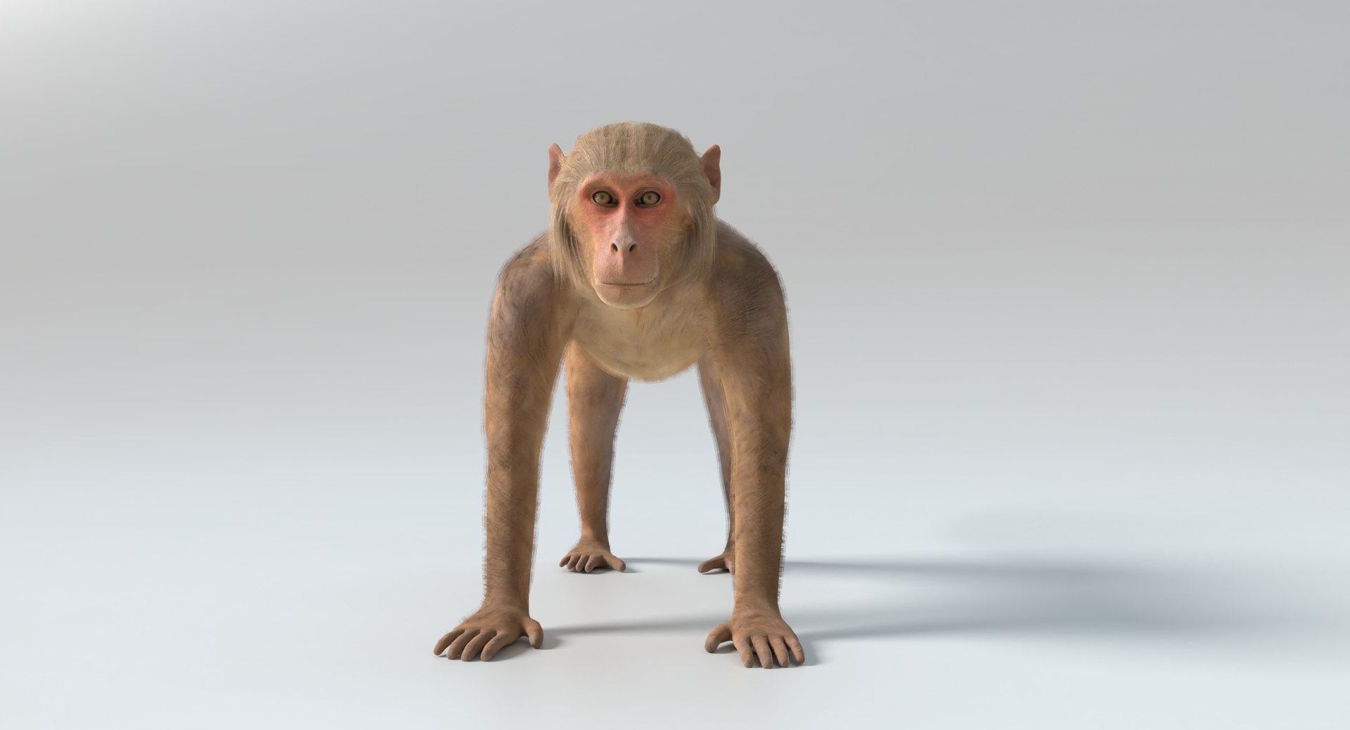 Monkey Pbr Polys 3D Model - TurboSquid 1361251