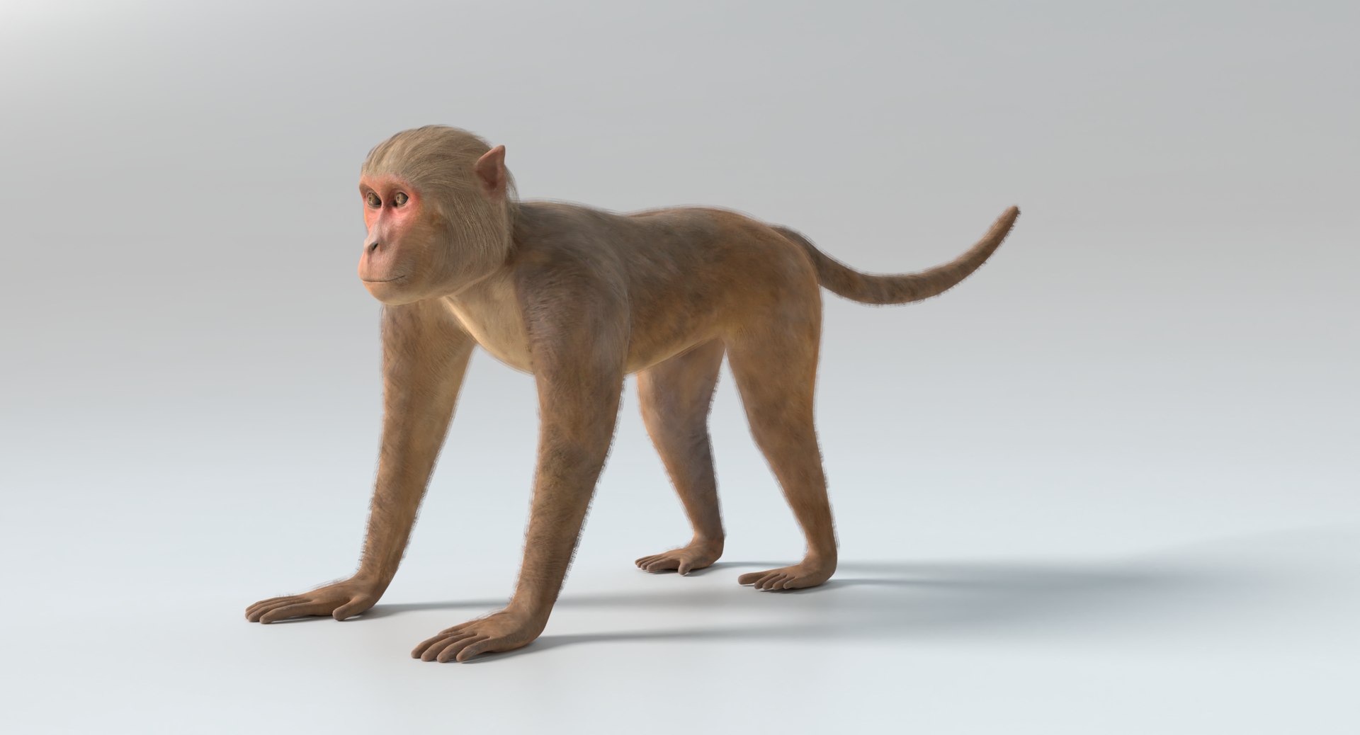 Monkey Pbr Polys 3D Model - TurboSquid 1361251