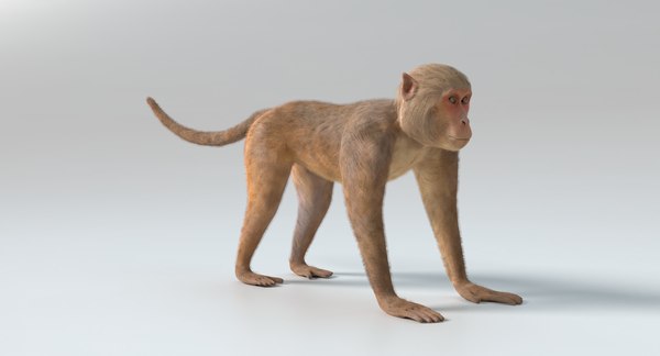 Desenho de macaco Modelo 3D - TurboSquid 1603252