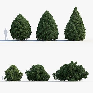 3D Juniperus phoenicea   Phoenician juniper
