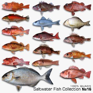 3D Saltwater Fish Collection 16