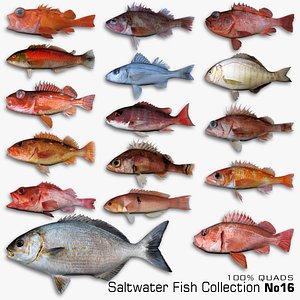 Saltwater Fish Collection 16