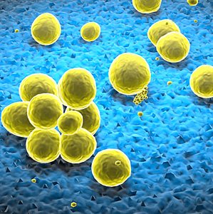 3d staphylococcus bacteria model