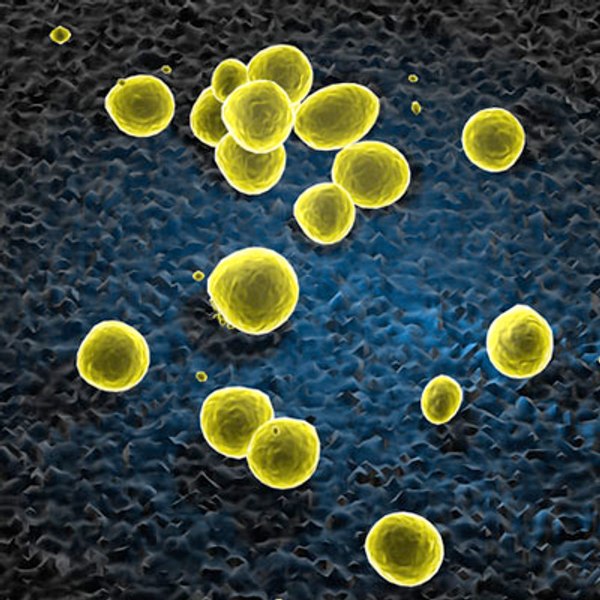3d staphylococcus bacteria model