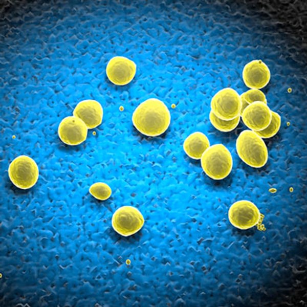 3d staphylococcus bacteria model