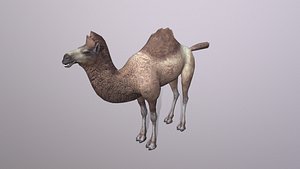 camel model