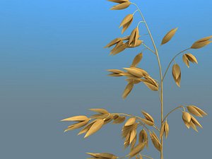 oats