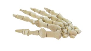 Hand Bones