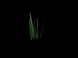 3D model grass