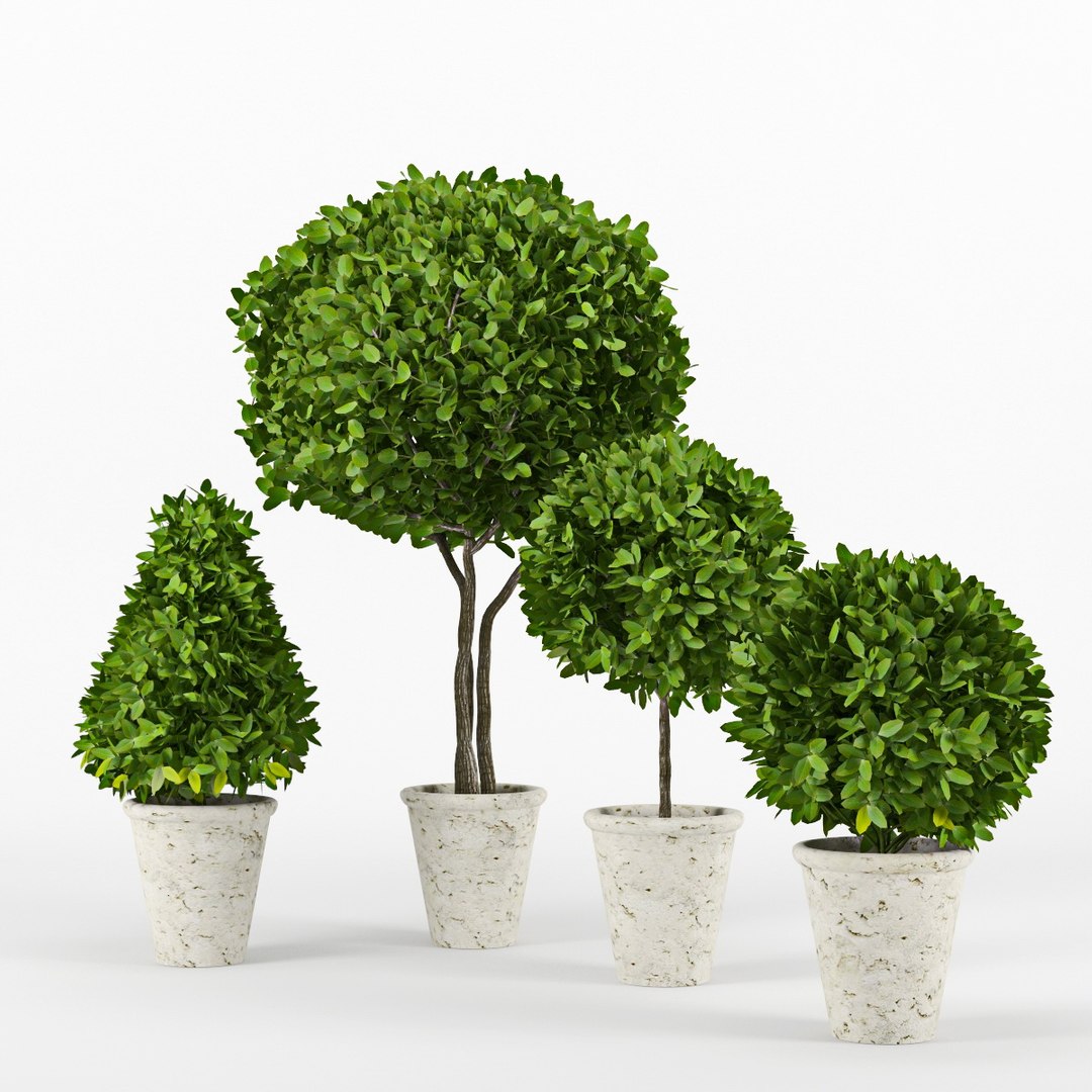 3d Model Boxwood Potted Planters