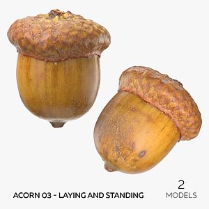 Acorn 03 - Laying and Standing 3D model