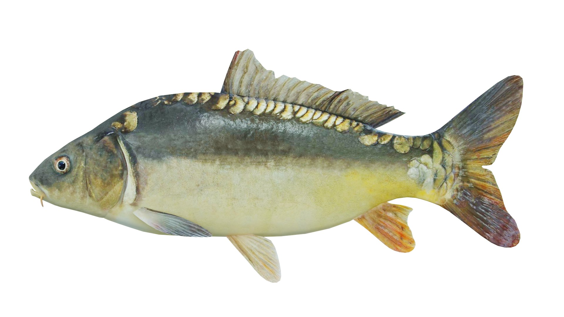 Freshwater Fish Carp 3D Model - TurboSquid 1854132