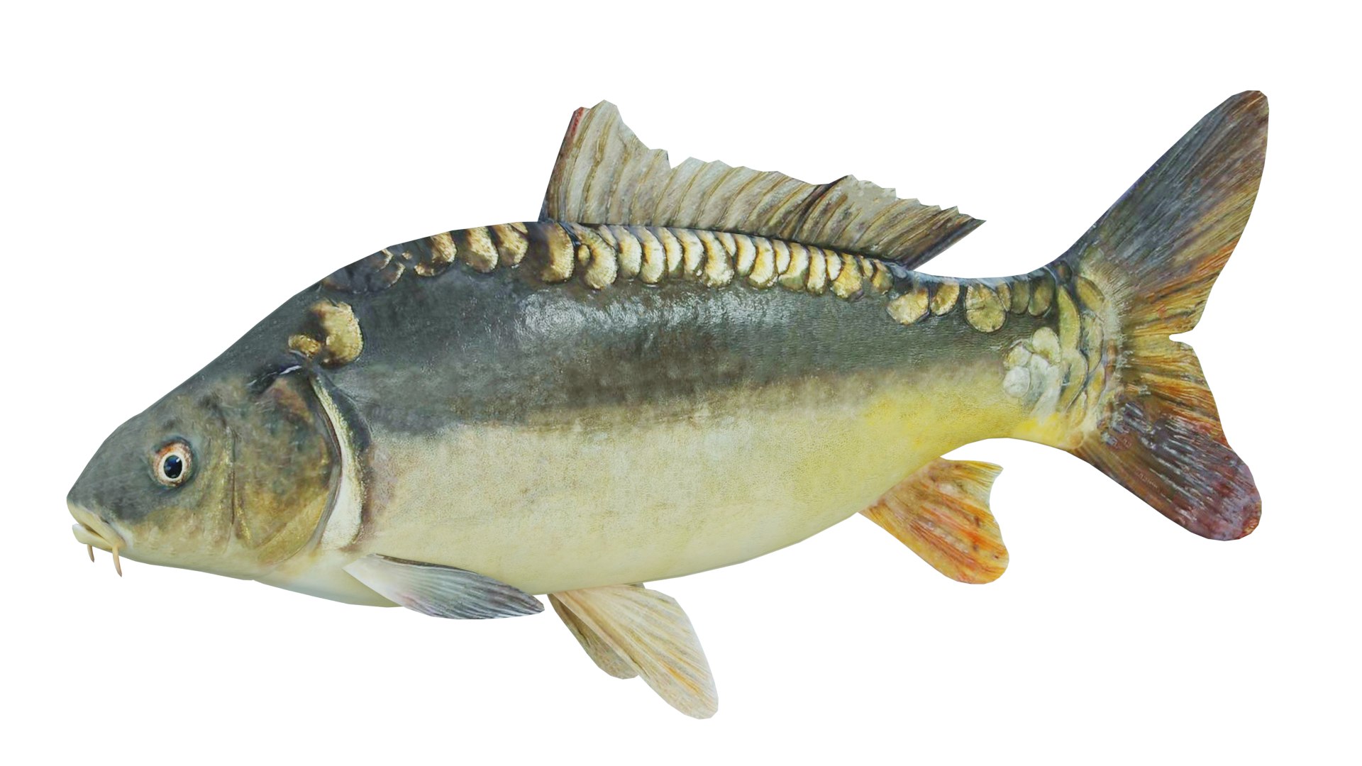 Freshwater Fish Carp 3D Model - TurboSquid 1854132