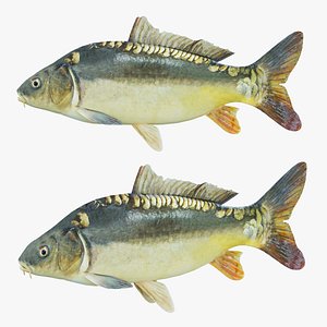 Freshwater fish carp 3D model