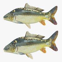 Freshwater fish carp