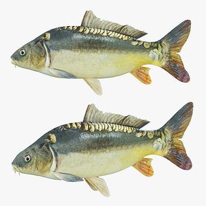 Freshwater fish carp