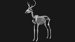 white-tailed deer