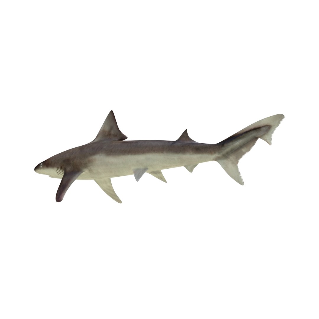3d Model School Shark Rigged