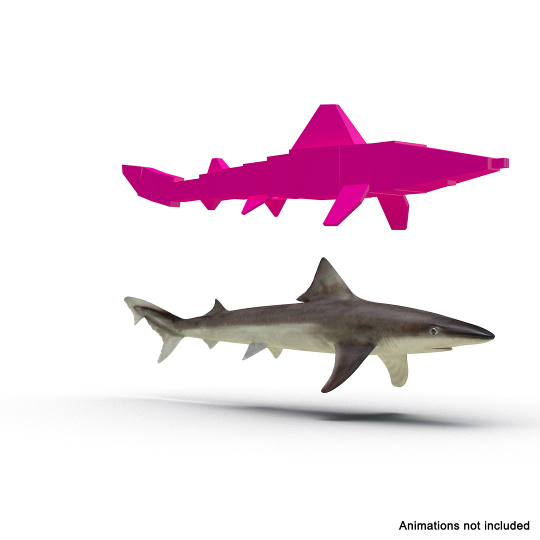 3d Model School Shark Rigged