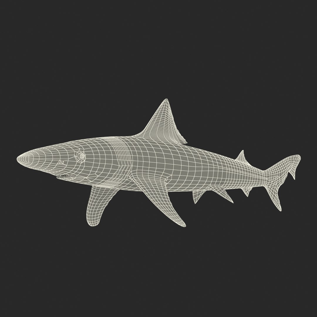 3d model school shark rigged