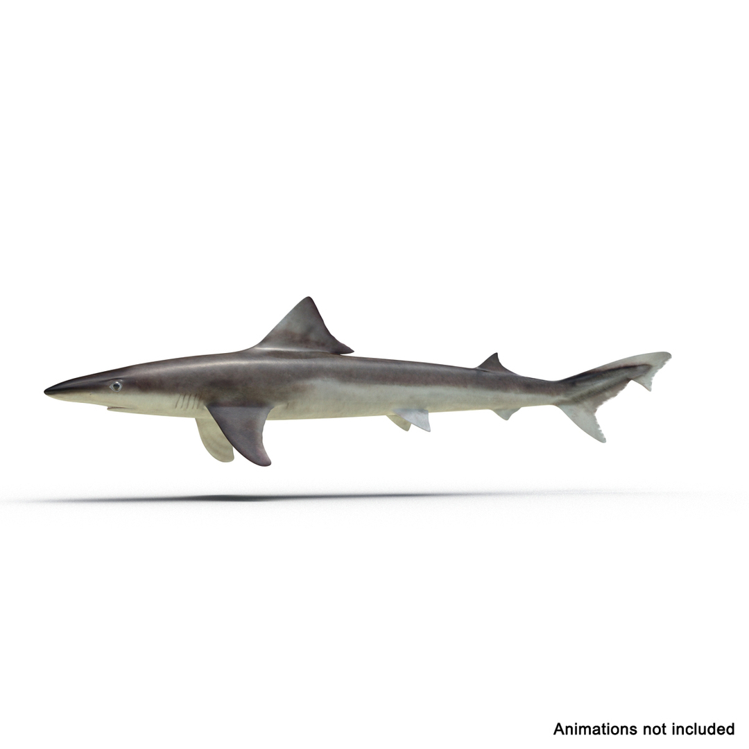 3d Model School Shark Rigged