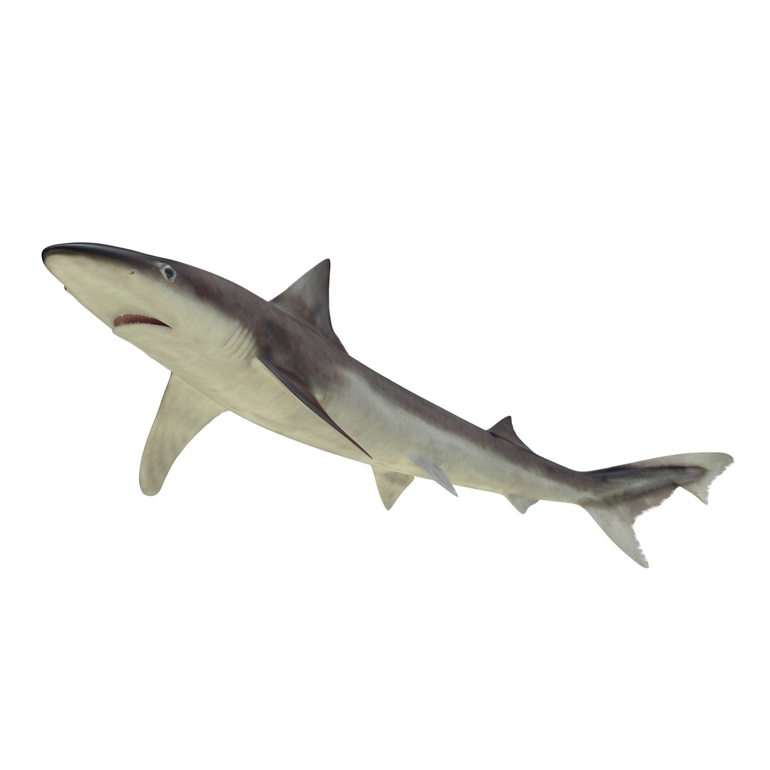 3d Model School Shark Rigged