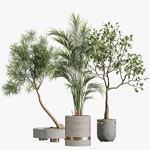 AV Indoor Plants Set 296 Japandi Ficus Dracaena Marginata and Areca Cat Reed Palm 3D
