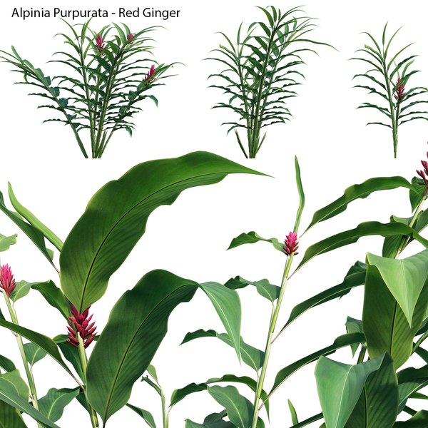 Alpinia Purpurata - Red Ginger 02 3D model