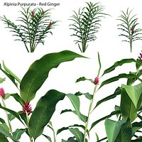 Alpinia Purpurata - Red Ginger 02
