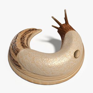 3D model Slug