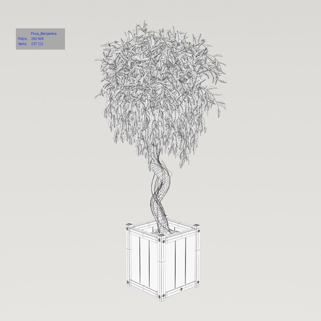 3D ficus benjamina https://p.turbosquid.com/ts-thumb/pQ/dZbHqo/2vJLxeMx/ficusv2_wire/jpg/1492792728/1920x1080/fit_q87/00a529531372ab7dfd06488b8a854181bd24e582/ficusv2_wire.jpg