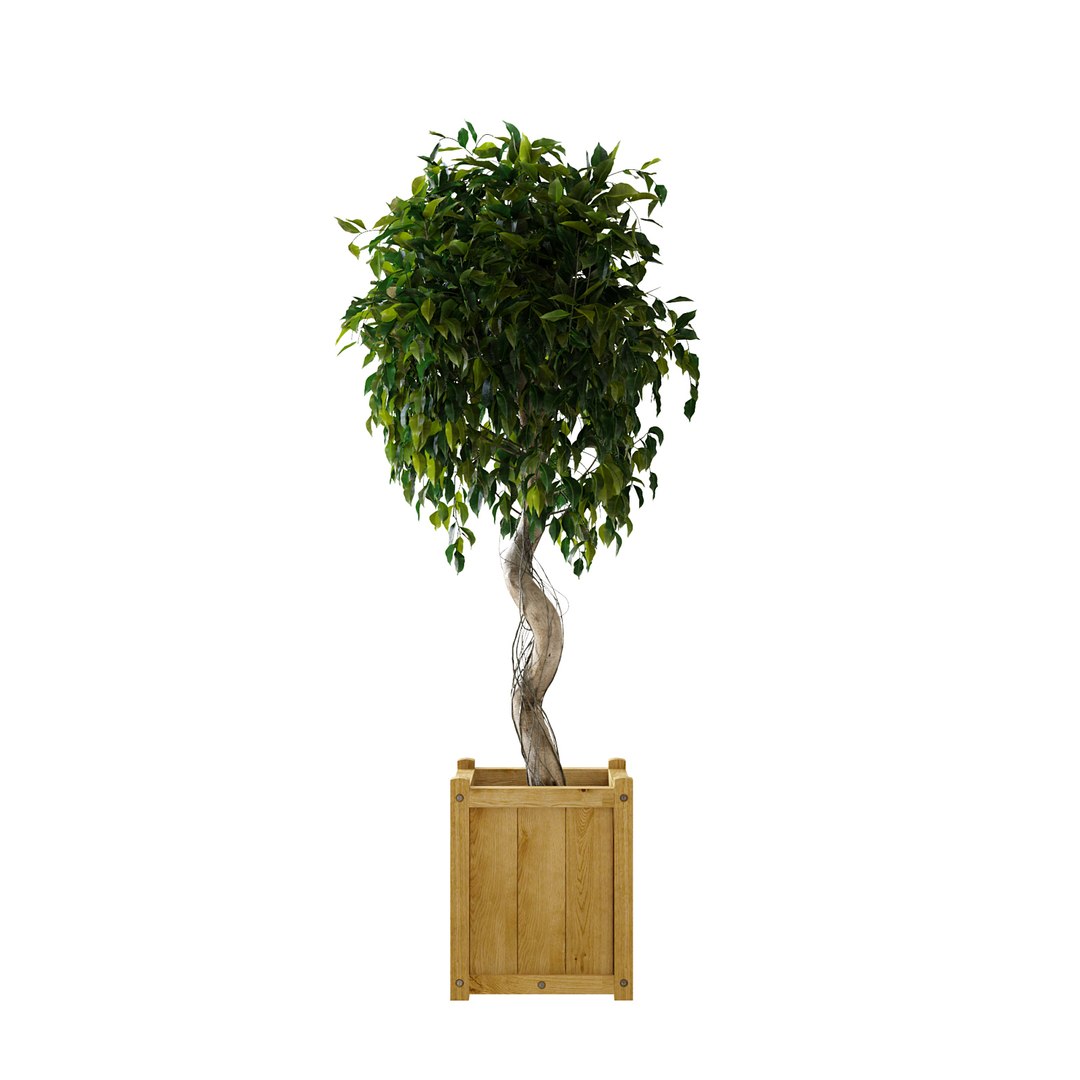 3D ficus benjamina https://p.turbosquid.com/ts-thumb/pQ/dZbHqo/TyBc7esA/ficusv2_00/jpg/1492792727/1920x1080/fit_q87/e9760e319474a25947a6a50e12329366036d1af2/ficusv2_00.jpg