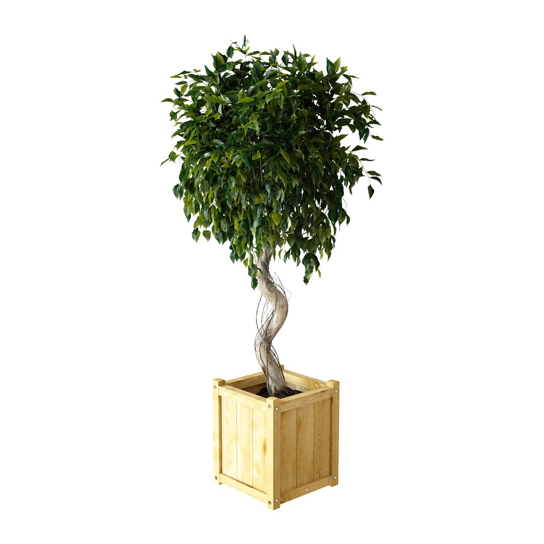 3D ficus benjamina https://p.turbosquid.com/ts-thumb/pQ/dZbHqo/emX3wOJQ/ficusv2_01/jpg/1492792727/1920x1080/fit_q87/2c6df5e2caba4077af4c4bb055eafc8848c73722/ficusv2_01.jpg