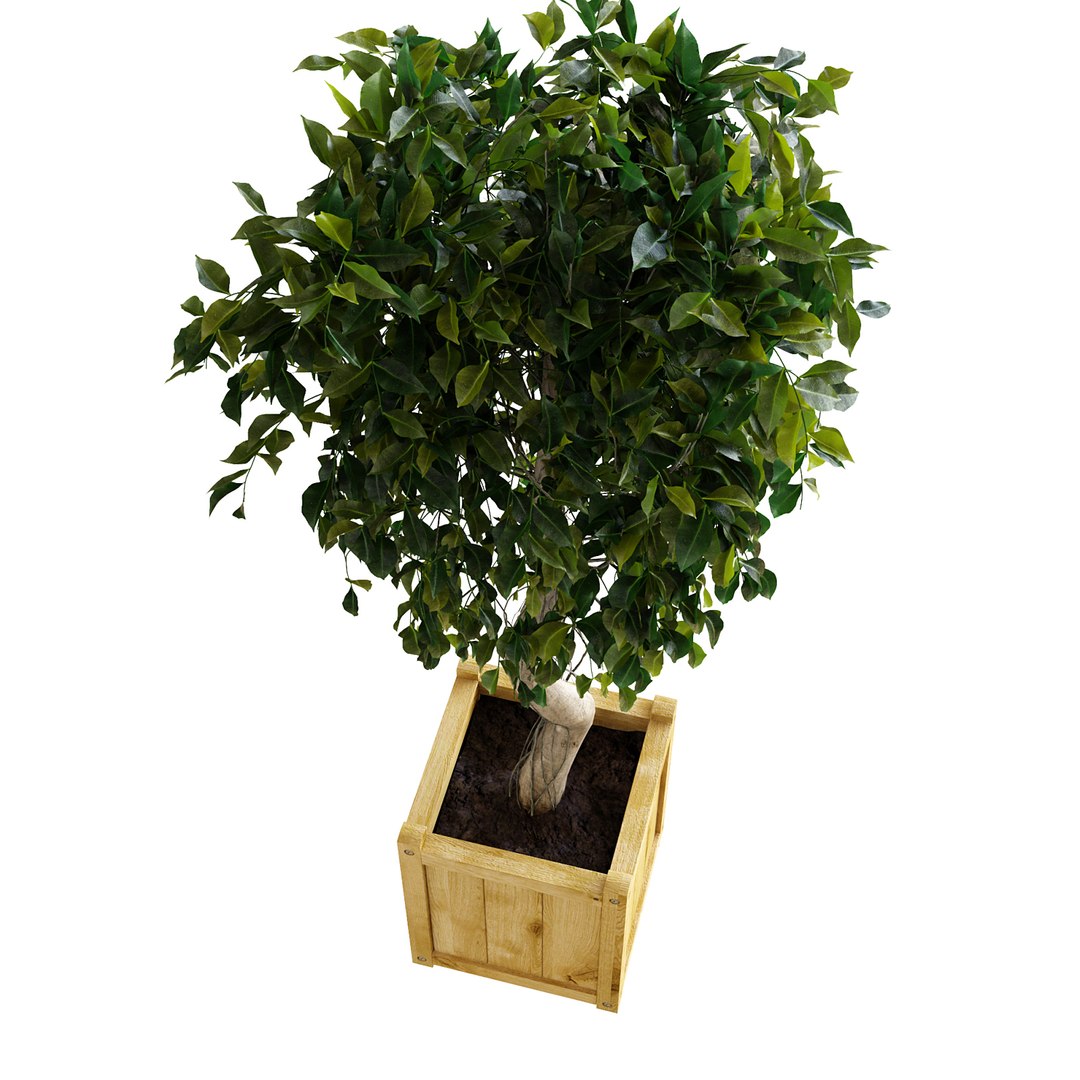 3D ficus benjamina https://p.turbosquid.com/ts-thumb/pQ/dZbHqo/tRNdp7Al/ficusv2_03/jpg/1492792728/1920x1080/fit_q87/139ab53bad77b6f78fa518c6537a0dda09849589/ficusv2_03.jpg