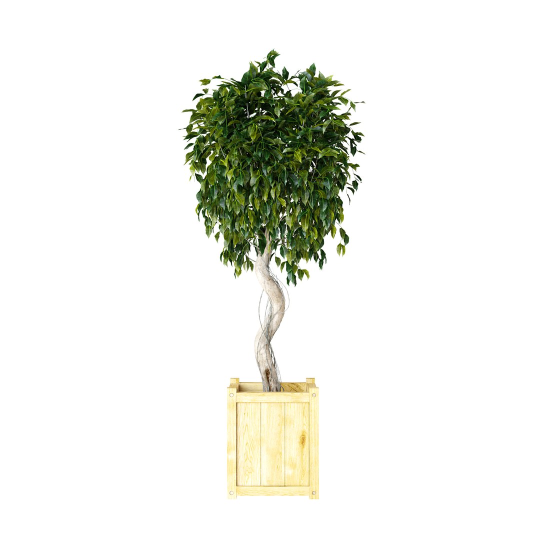 3D ficus benjamina https://p.turbosquid.com/ts-thumb/pQ/dZbHqo/y1ZfJPWn/ficusv2_02/jpg/1492792728/1920x1080/fit_q87/4671ee8169272f64f9f9d154bf4ec1874c7a5966/ficusv2_02.jpg