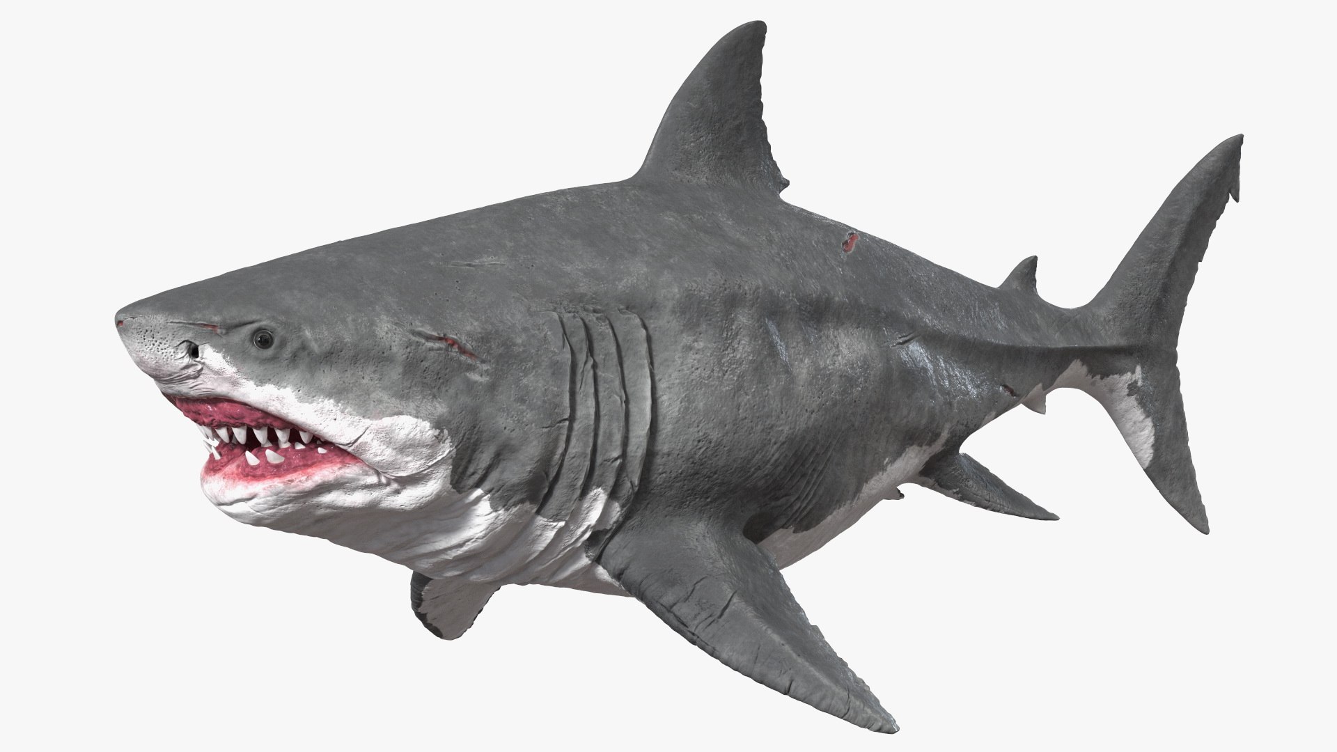 Ancient Megashark Rigged for Maya 3D model preview