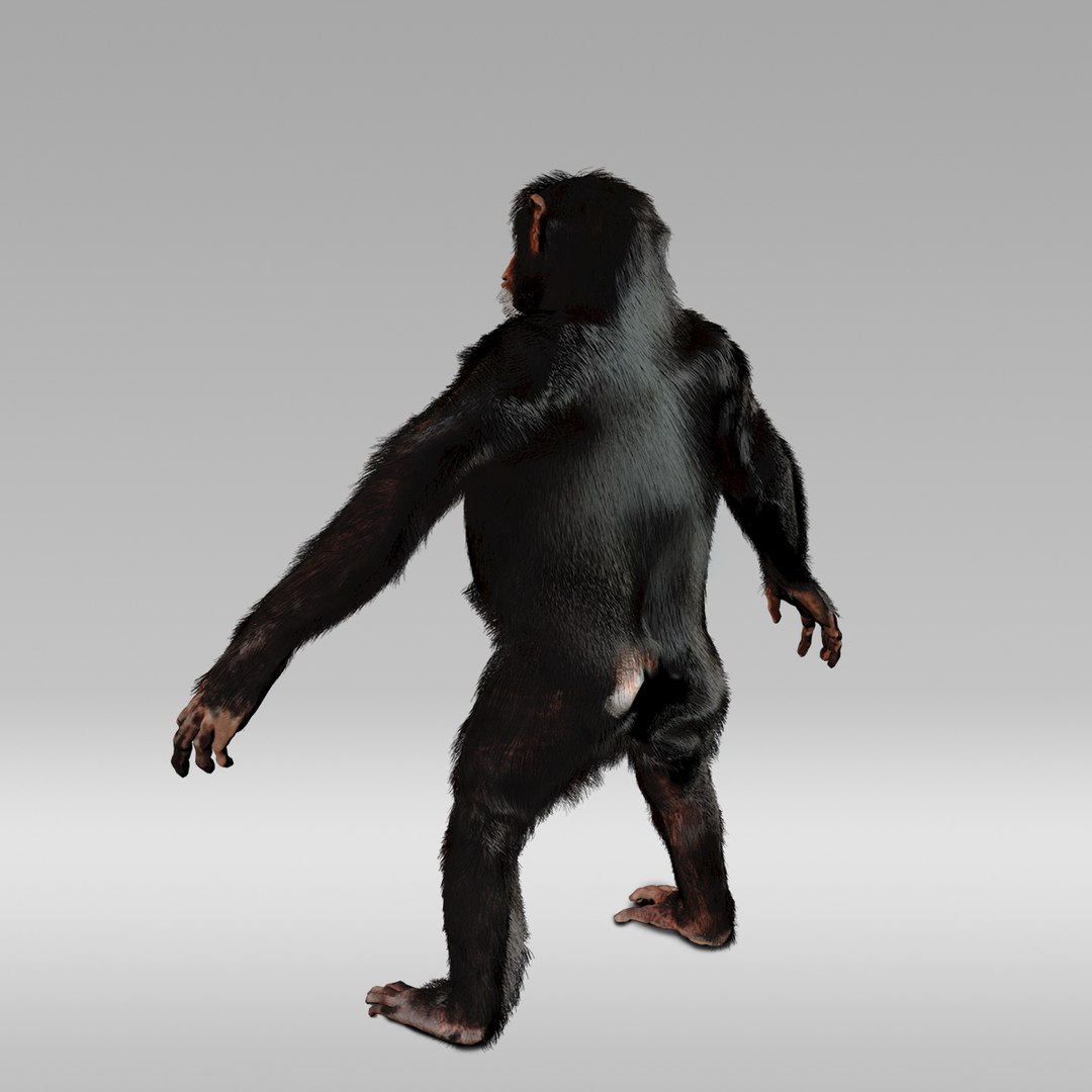 3D Chimpanzee Fur Rig - TurboSquid 1210158