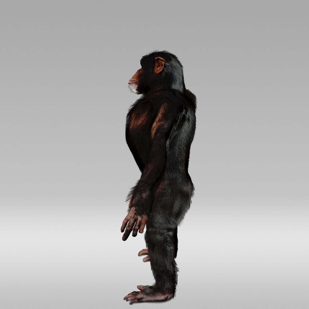 3D Chimpanzee Fur Rig - TurboSquid 1210158