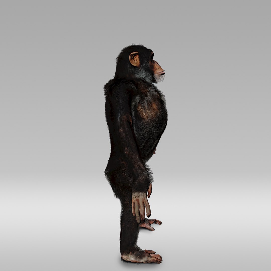 3D Chimpanzee Fur Rig - TurboSquid 1210158